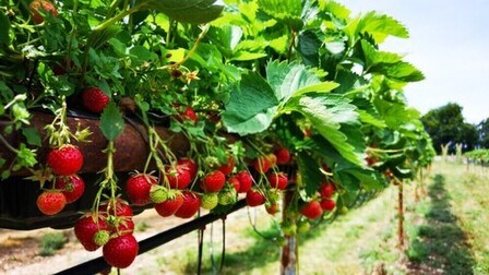 How To Set Up The Strawberry Trellises