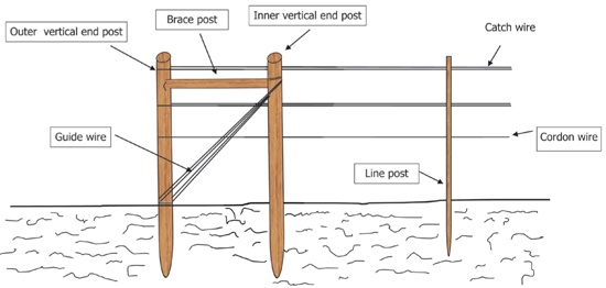 How To Set Up The Strawberry Trellises How To Set Up The Strawberry Trellises