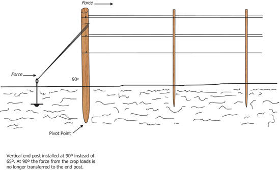How To Set Up The Strawberry Trellises How To Set Up The Strawberry Trellises