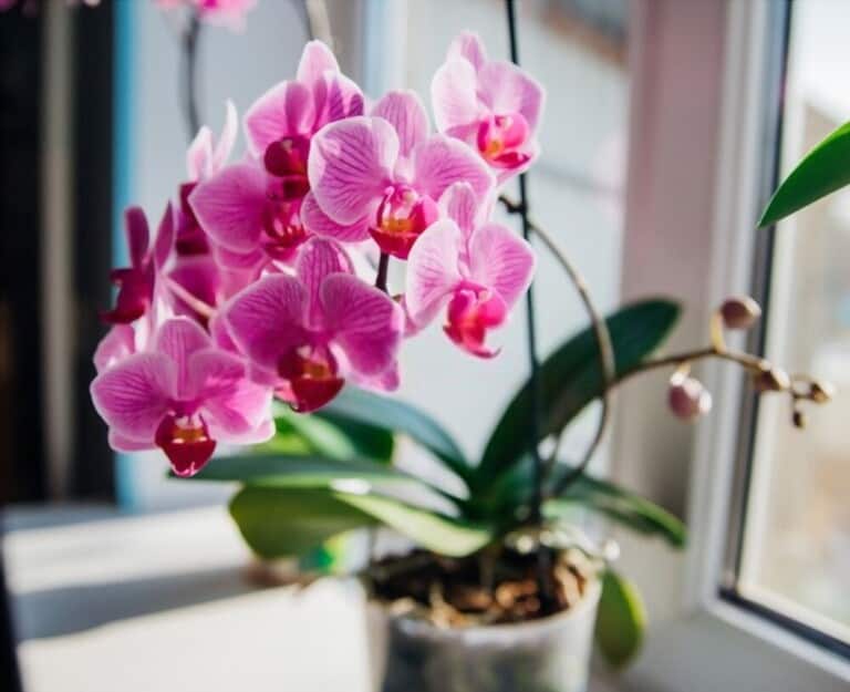 How To Grow Flowers Indoors How To Grow Flowers Indoors