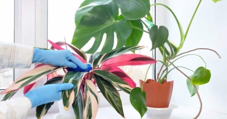 How To Grow Flowers Indoors How To Grow Flowers Indoors