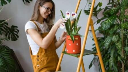 How To Grow Flowers Indoors How To Grow Flowers Indoors