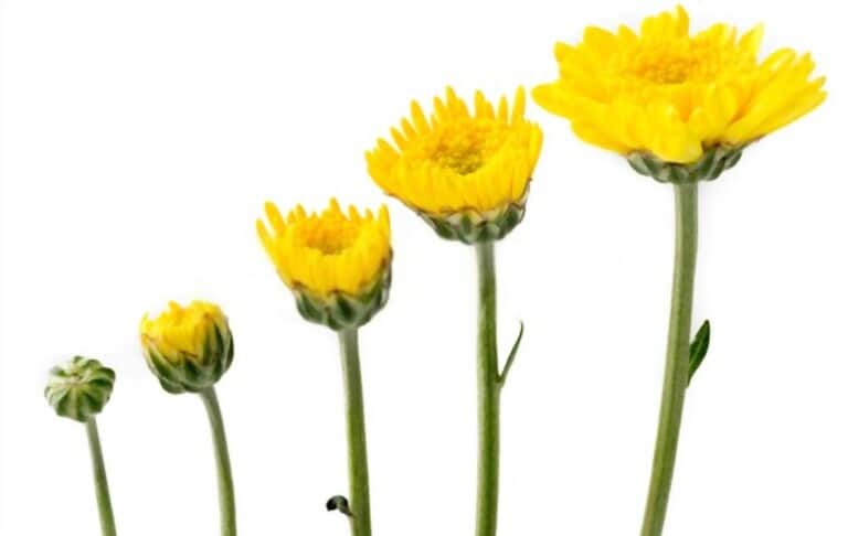 How To Grow Flowers From Cuttings How To Grow Flowers From Cuttings