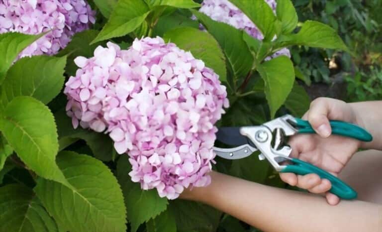 How To Grow Flowers From Cuttings How To Grow Flowers From Cuttings