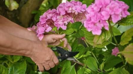 How To Grow Flowers From Cuttings