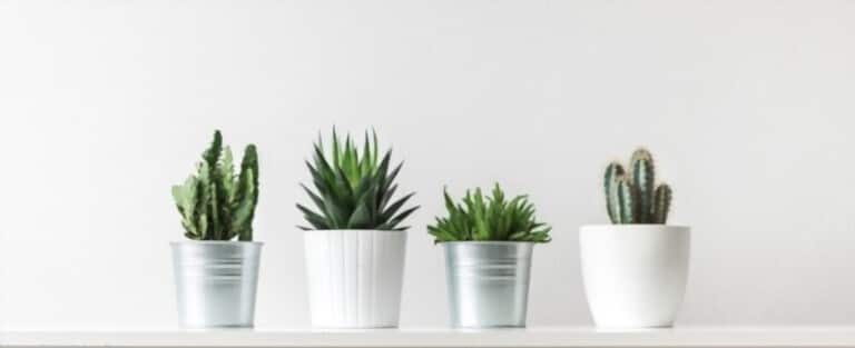 How To Grow Flowers In Pots How To Grow Flowers In Pots