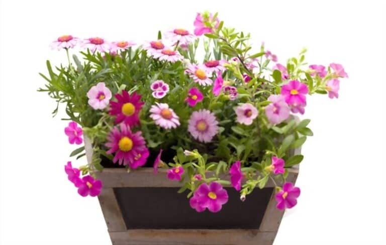 How To Grow Flowers In Pots How To Grow Flowers In Pots