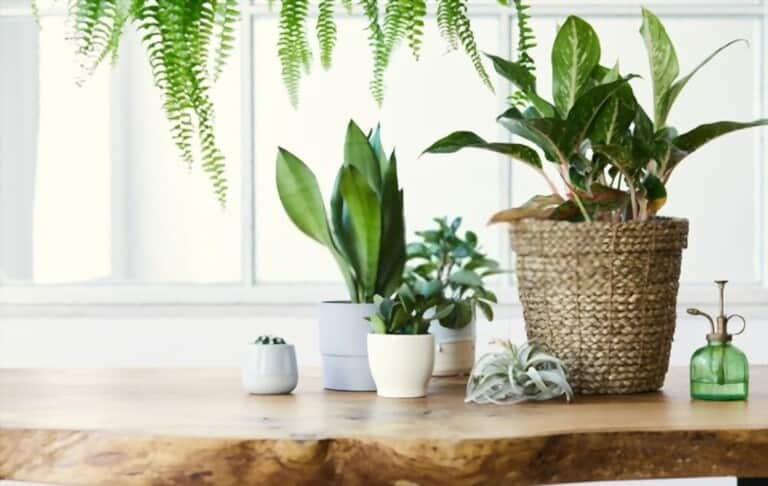 How To Grow Flowers In Pots How To Grow Flowers In Pots