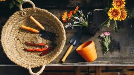 How To Grow Flowers In Pots How To Grow Flowers In Pots