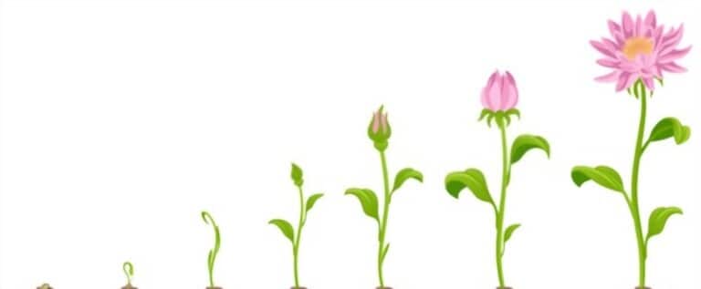 How To Grow Flowers At Home Without Seeds How To Grow Flowers At Home Without Seeds