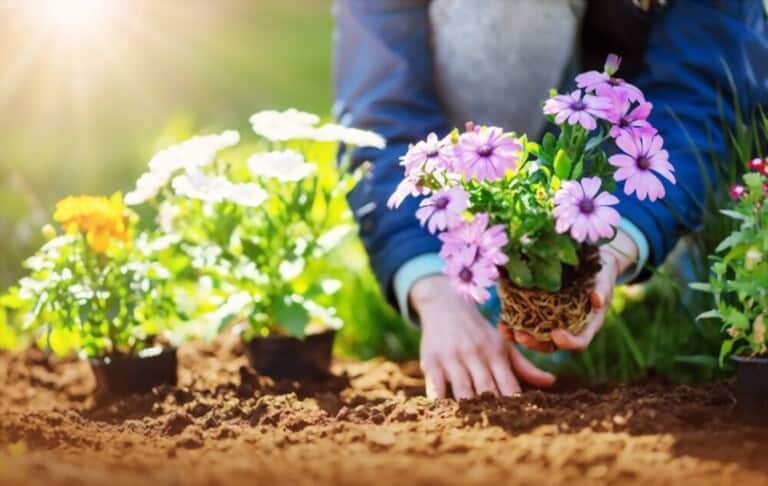How To Grow Flowers At Home Without Seeds How To Grow Flowers At Home Without Seeds