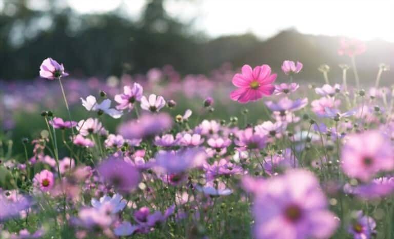 How To Grow Flowers At Home Without Seeds How To Grow Flowers At Home Without Seeds