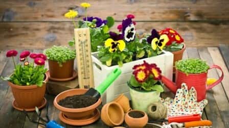 How To Grow Flowers At Home Without Seeds How To Grow Flowers At Home Without Seeds