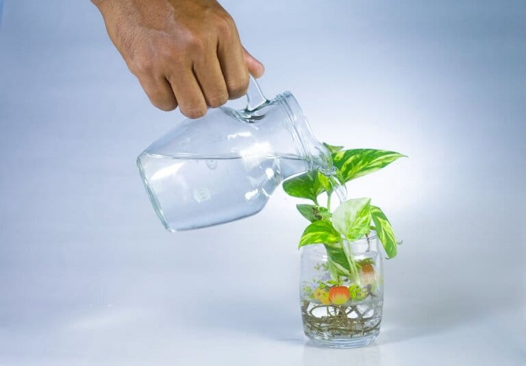 How To Grow Plants In Aquarium How To Grow Plants In Aquarium
