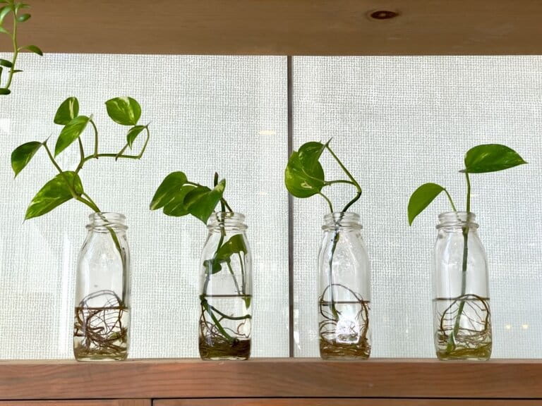 How To Grow Plants In Aquarium How To Grow Plants In Aquarium