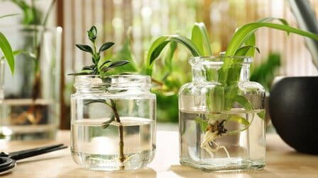 How To Grow Plants In Aquarium