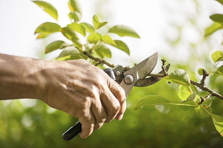 How To Use Pruners How To Use Pruners