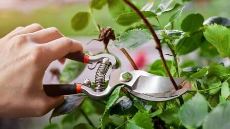 How To Use Pruners