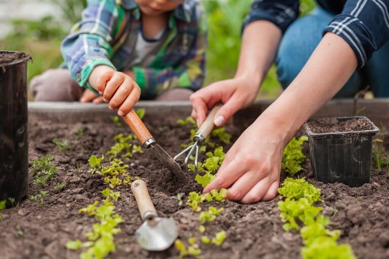 How To Plant Kitchen Garden How To Plant Kitchen Garden