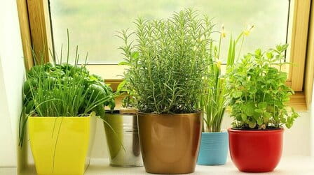 How To Grow Herbs In Kitchen