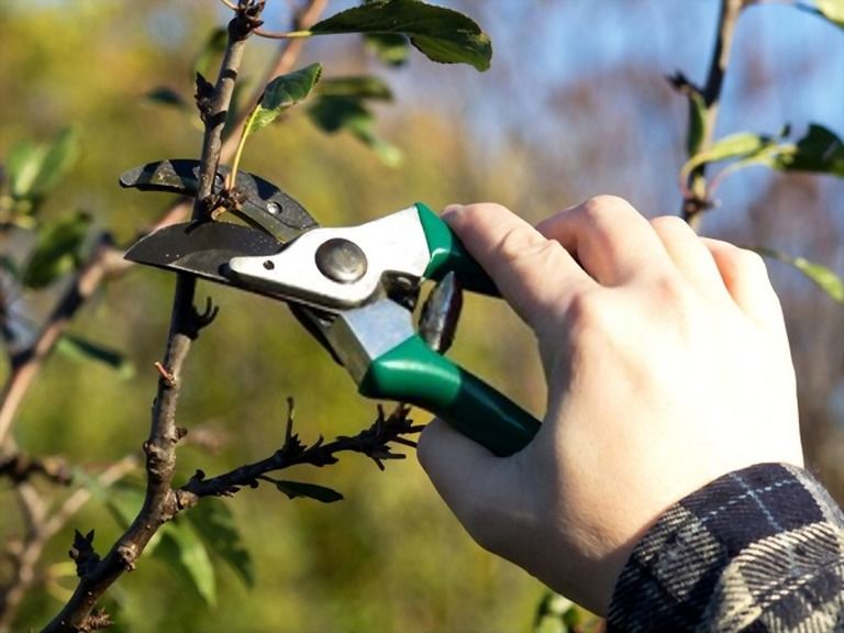 12 Essential Gardening Tools For Every Gardener 12 Essential Gardening Tools For Every Gardener