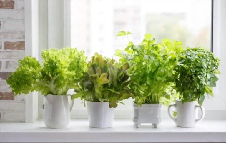 Benefits of Kitchen Garden Benefits of Kitchen Garden