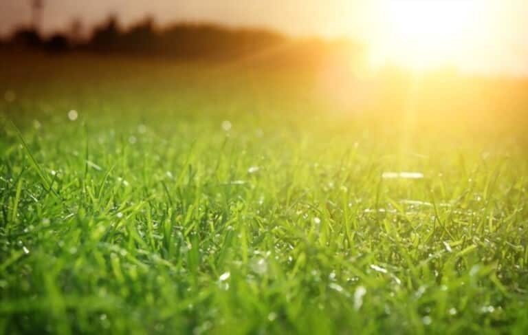 How To Grow Grass Fast And Cheap How To Grow Grass Fast And Cheap