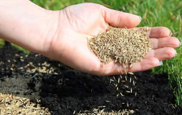 How To Grow Grass Fast And Cheap How To Grow Grass Fast And Cheap