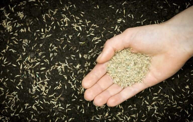 How To Grow Grass Fast And Cheap How To Grow Grass Fast And Cheap