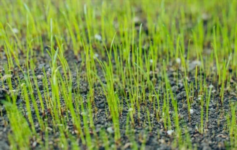 How To Grow Grass Fast And Cheap How To Grow Grass Fast And Cheap