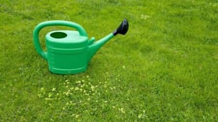 How To Grow Grass Fast And Cheap How To Grow Grass Fast And Cheap