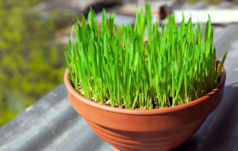 How To Grow Grass At Home How To Grow Grass At Home