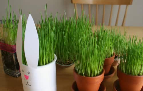 How To Grow Grass At Home How To Grow Grass At Home