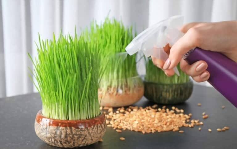 How To Grow Grass At Home How To Grow Grass At Home