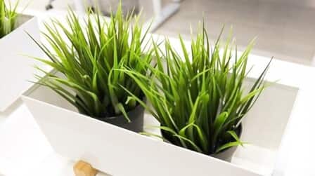 How To Grow Grass At Home How To Grow Grass At Home