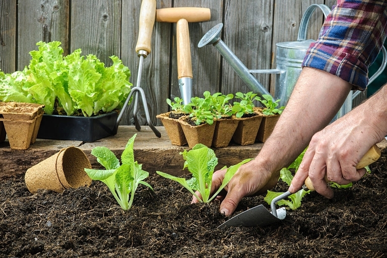 10 Best Vegetables For Small Garden 10 Best Vegetables For Small Garden