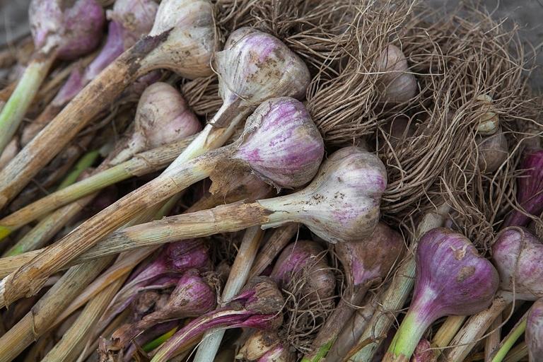 10 Best Vegetables For Small Garden 10 Best Vegetables For Small Garden