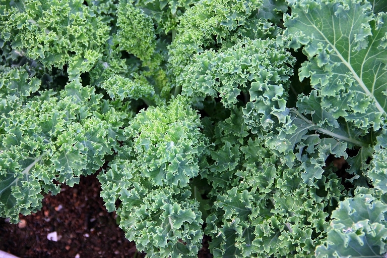 10 Best Vegetables For Small Garden 10 Best Vegetables For Small Garden