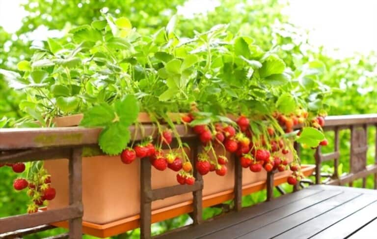 Different Types Of Gardening Methods Different Types Of Gardening Methods