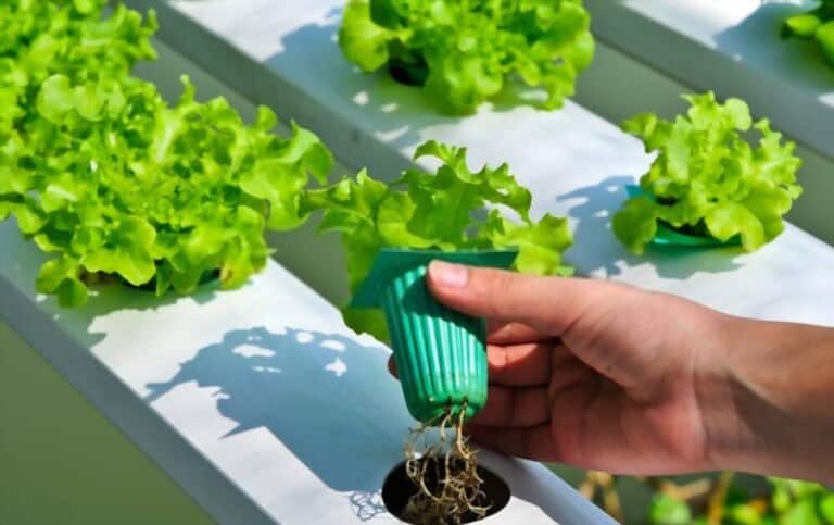 Different Types Of Gardening Methods Different Types Of Gardening Methods