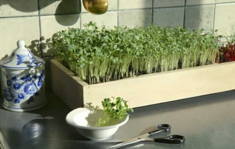 Different Types Of Gardening Different Types Of Gardening