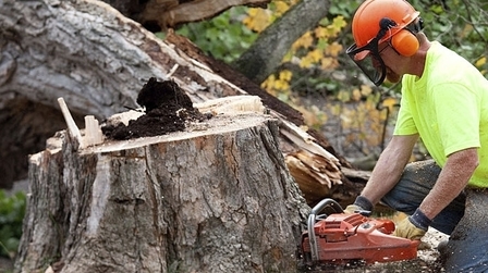 How To Trim A Large Tree? How To Trim A Large Tree?