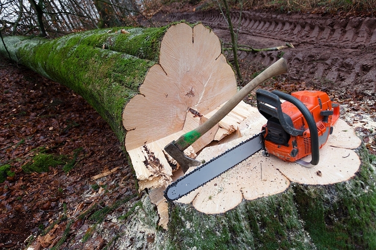 How To Trim A Large Tree? How To Trim A Large Tree?