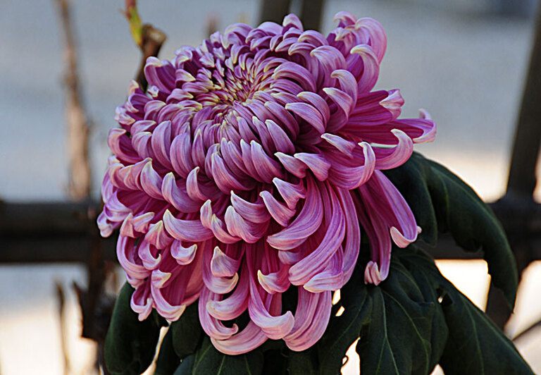 How To Plant Purple Mums How To Plant Purple Mums