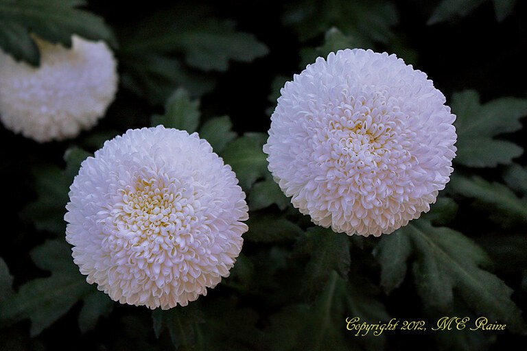 How To Plant Purple Mums How To Plant Purple Mums