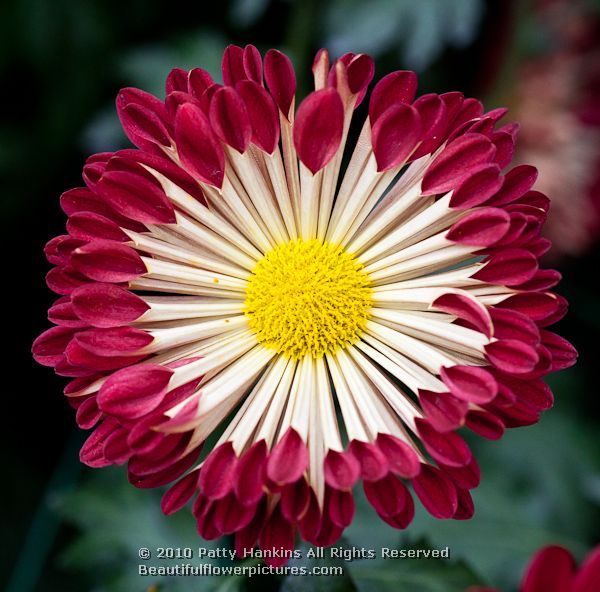 How To Plant Purple Mums How To Plant Purple Mums