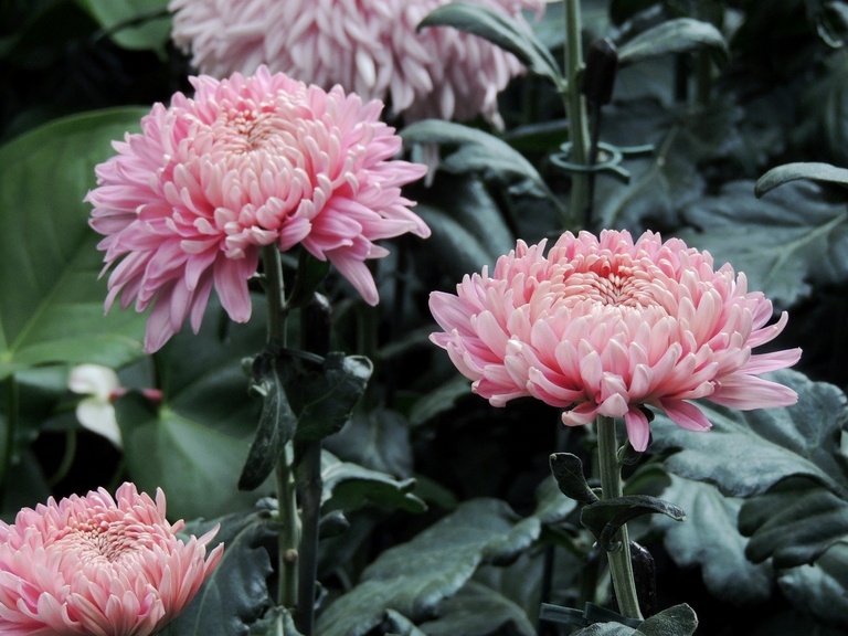 How To Plant Purple Mums How To Plant Purple Mums