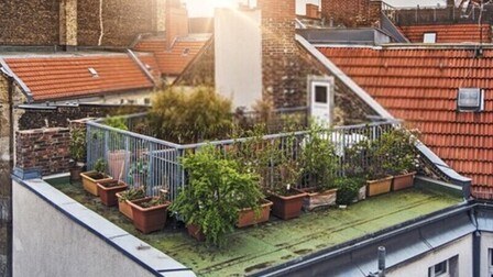 How to Set Up A Rooftop Garden